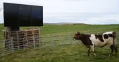 Jogadores de EVE Online abreviaram a nova atualização para 'CoW', então o estúdio deixou uma vaca de verdade jogar