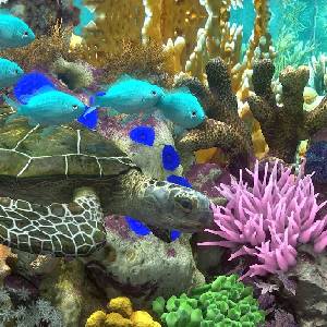 Behind Glass: Aquarium Simulator - Tartaruga Marina