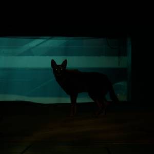 Blade Runner 2033 Labyrinth - Gatto