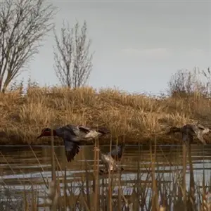 BULT: Hunting simulator - Anatre Selvatiche