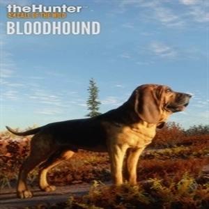 theHunter Call of the Wild Bloodhound