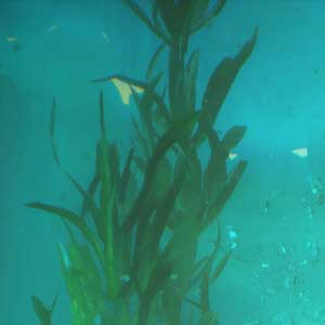 Call of the Sea Fondo dell oceano