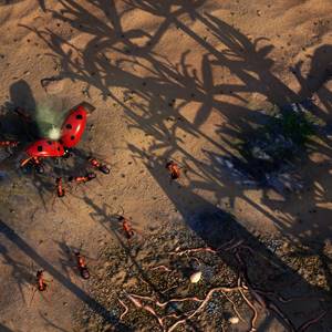 Empires of the Undergrowth Coleottero Coccinella Combattente