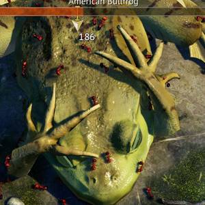 Empires of the Undergrowth Rospo Toro Americano