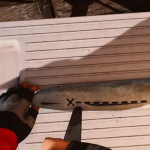 Fishing: Barents Sea – Eviscerazione