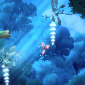 Hoa Notte Delle Cime Degli Alberi