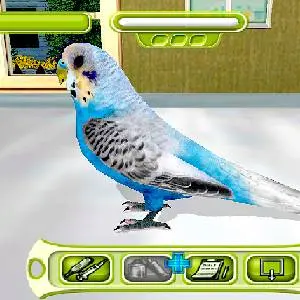 My Vet Practice - Parrocchetto