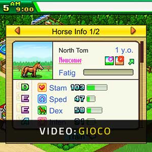 Pocket Stables - Gioco