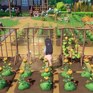 Starsand Island - Piantare