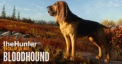 theHunter - Call of the Wild | Sviluppo del Bloodhound