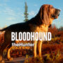 theHunter – Call of the Wild | Sviluppo del Bloodhound