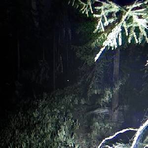 Together After Dark - Ramo D'albero