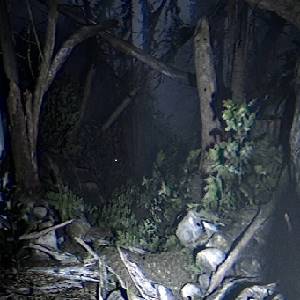 Together After Dark - Boschi