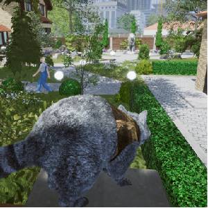 Wanted Raccoon - Cancello
