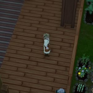 Winkeltje The Little Shop - Notte